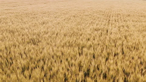 Drone flying over wheat field, close up Stock Footage 145968956