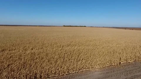 Drone flying over a wheat field Stock Footage 147215351