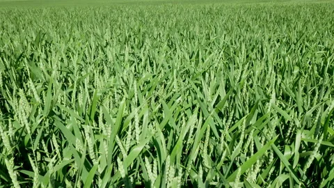Drone flying over wheat field harvest crops in the countryside. Stock Footage 156988609