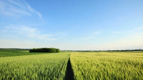Drone flying over wheat field harvest crops in the countryside. Stock Footage 197481221