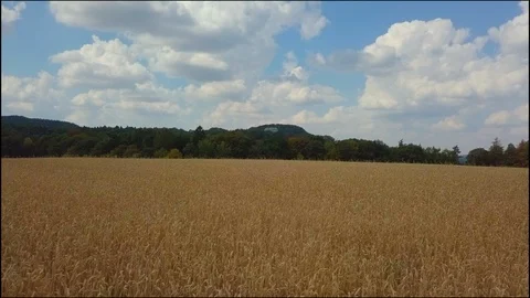 Drone flying over the wheat Video stock 108650561