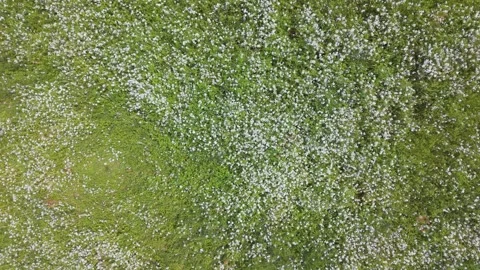 Drone Flying Over White Canola Flower Fields in Japan Vídeo Stock 336744058