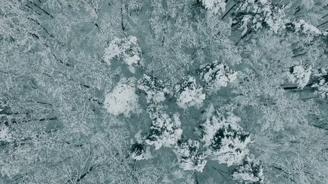 Drone Flying Over a Winter Forest 動画素材 71896758