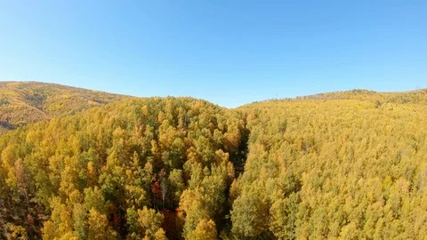 Drone flying over the yellow trees. Aerial view of autumn forest Stock Footage 122646003