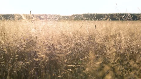 Drone flying over yellow wheat field on the sunset. 库存影片 285901611