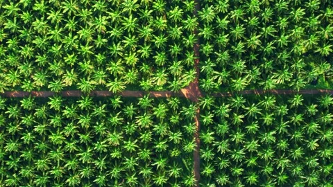 Drone is flying over young oil palm trees in plantation Stock Footage 201934777