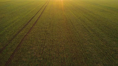 Drone flying over young wheat field on spring time Stock Footage 125051457