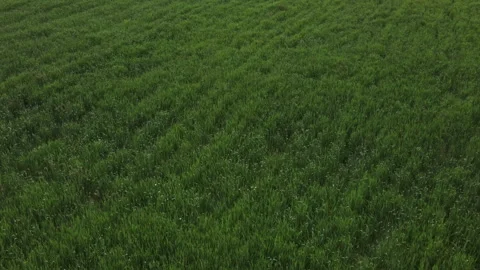 Drone flying over young wheat field harvest crops in countryside Stock Footage 244940875