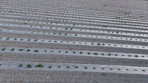 Drone Flying Parallel Along Rows of Growing Melon Field Stock Footage 339371533