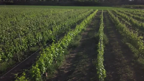 Drone flying in parallel closely to vine rows and slowly moving upwards Stock-Footage 257773016