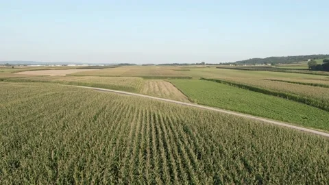 Drone flying parallel to the corn fields, revealing a road in the middle. Stock Footage 138911857