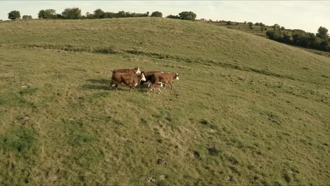 Drone Flying Parallel With A Herd Of Cows Running Across Up A Hill Stock-Footage 94203339