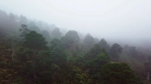 Drone, flying parallel to misty thick scots pine mountain Video stock 102455529
