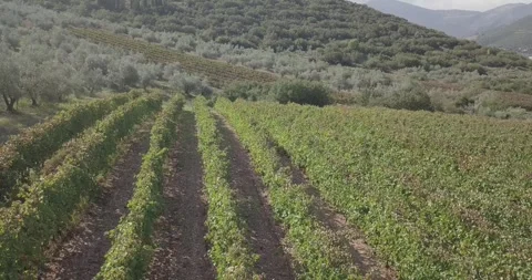 Drone flying parallel with rows of vineyards, green hill in background Stock Footage 257778298