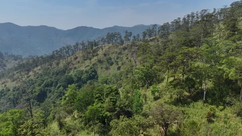 Drone flying past sparse pine forest on Chu Yang Sin Mountains 動画素材 336974308