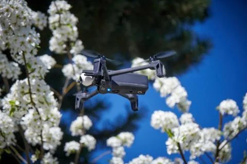 Drone flying in a pear tree in the bloom Stock Photos