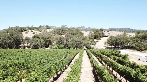 Drone flying perpendicular to a vineyard Stock Footage 95498983