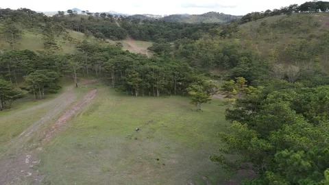 Drone flying into pine forest near Suoi Vang Lake, Lam Dong 動画素材 337400221