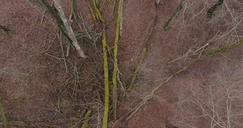 Drone flying in the primeval forest, 4k Stock Footage 122098127