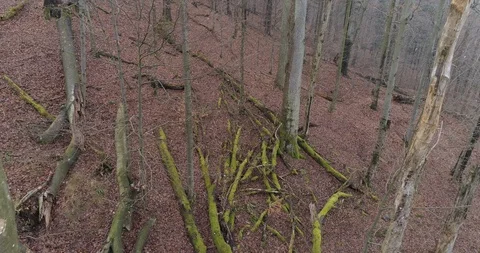 Drone flying in the primeval forest, 4k Stock Footage 122099001