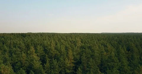 Drone flying right and forward over windy forest. Aerial 4K birds eye view of Stock Footage 83292969