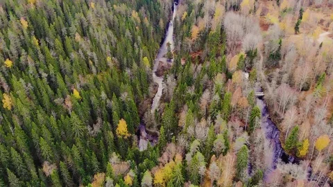 Drone flying on the river in the forest Stock Footage 129098583