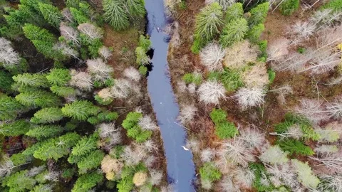 Drone flying on the river in the forest Stock Footage 129098932
