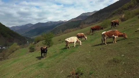 Drone Flying Up Of Running Cows On Green Grass Field Stock Footage 129324552