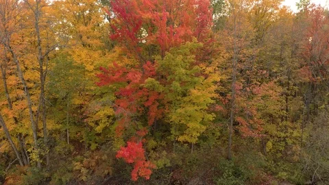 Drone flying sideway showing fall trees and then flowing river Stock Footage 119221237