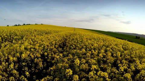 Drone flying sideways above rapeseed crop fields 스톡 동영상 49946969