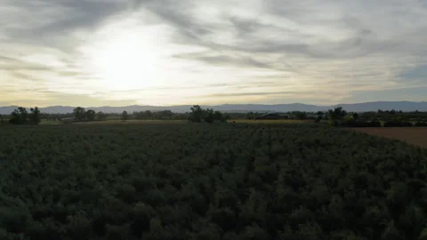 Drone Flying Sideways Across Olive Grove In Arizona 4K 30FPS Stock Footage 273936440