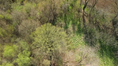 Drone Flying Sideways into Lush Forest in Flanders, Belgium Stock Footage 306262544
