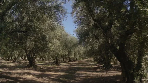 Drone Flying Sideways Old Olive Grove Forest In Arizona Medium Close-Up 4K 3 Stock Footage 273932608