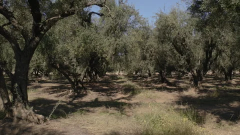 Drone Flying Sideways Old Olive Grove Forest In Arizona 4K 30FPS Stock Footage 273933643