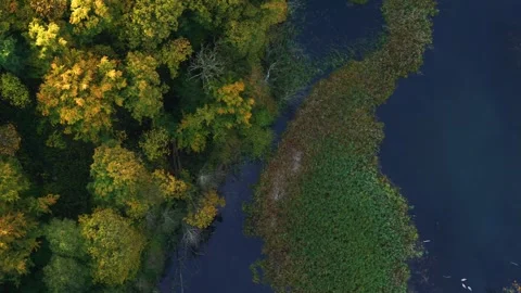 Drone flying sideways over beautiful bog and autumn forest Stock Footage 314213422