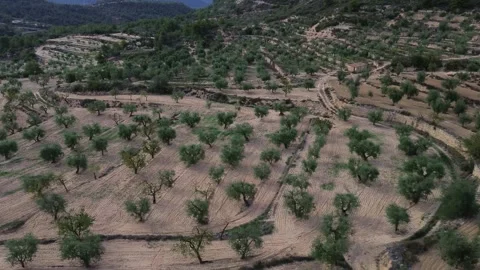 Drone Flying Sideways Over Olive Orchard Stock-Footage 286247653