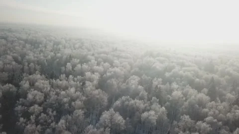 Drone flying sideways over snowy forest Stock Footage 333603855