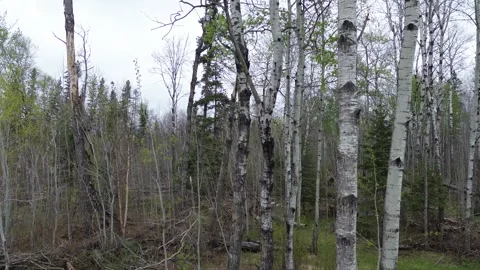 Drone flying sideways past a wild birch and pine forest on a cloudy day Stock Footage 312417874