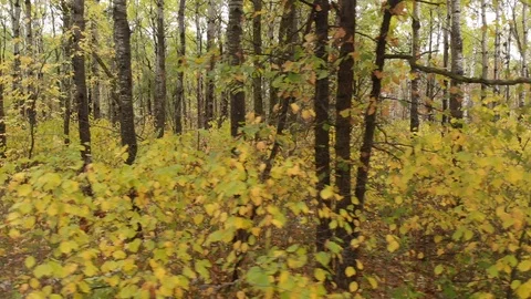 Drone flying sideways through brightly colored trees autumn forest. Stock Footage 117002123