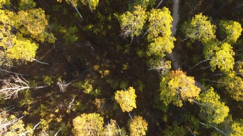 Drone flying slowly above a colored trees autumn forest looking straight down. Stock Footage 118936437