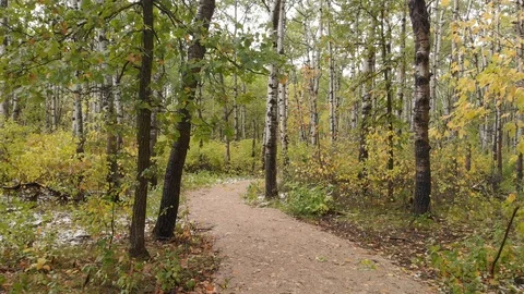 Drone flying slowly along a path through an autumn forest  Stock Footage 117002297