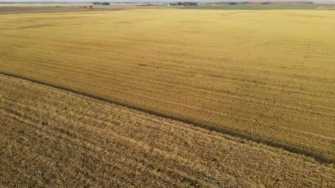 Drone flying slowly and turning left above a harvested wheat field with farms  Stock Footage 219864158