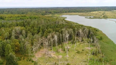 Drone flying slowly backwards over dead fallen trees on the ground in the e.. Video stock 283072592