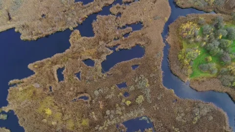 Drone flying slowly backwards over a beautiful bog in the autumn Stock Footage 298650292