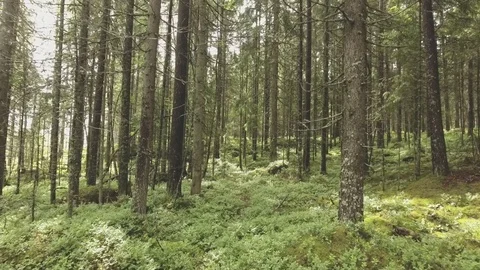 Drone flying slowly between spruce trees inside forest Stockbeeldmateriaal 70097535