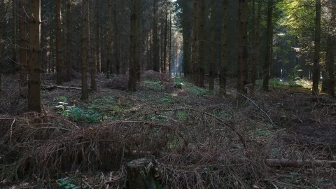 Drone flying slowly into a forest Stock Footage 89705460