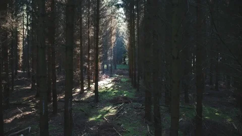 Drone flying slowly into a forest through pine trees Stock Footage 89705458