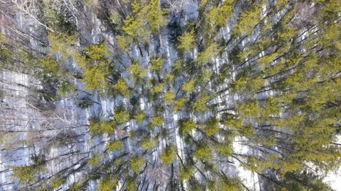 Drone flying slowly forward and looking straight down into a mixed boreal forest Stock Footage 151707702