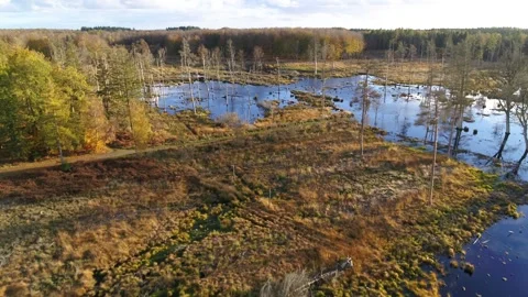 Drone flying slowly forward over a beautiful bog in the autumn Video stock 298650289