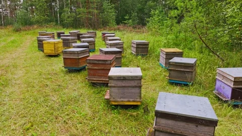Drone Flying Slowly Forward Over Wooden Beehives in Green Forest Meadow Stock Footage 330862084